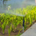 irrigation and landscaping